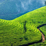 munnar-tea garden